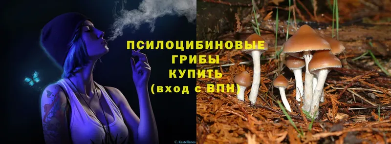 Псилоцибиновые грибы Psilocybe  мега зеркало  Зима 